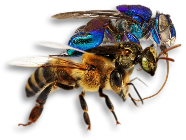 Different bees